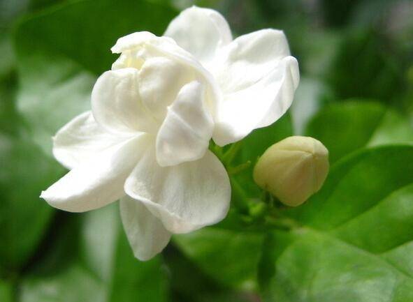 新买的莱莉花苗你要这样养