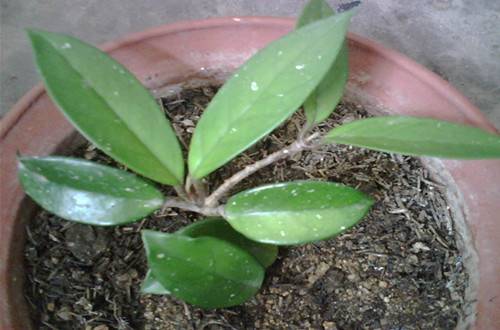 1504355985869242.jpg 球兰夏天换盆要注意这几点