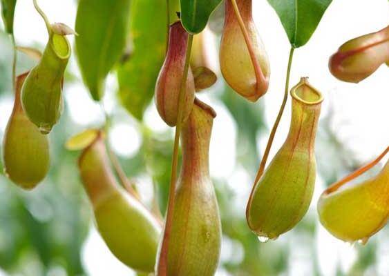 猪笼草怎么一直不长笼子