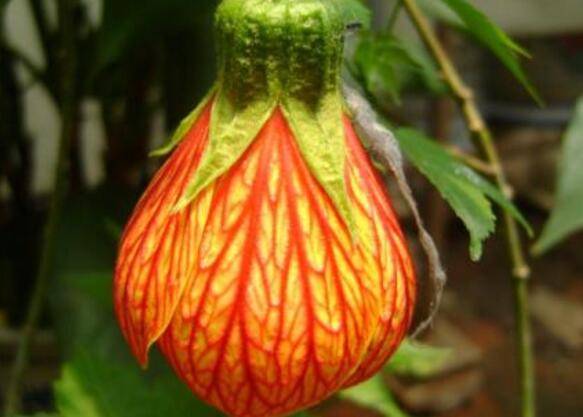 网纹悬铃花盆栽修剪爆盆养护技巧