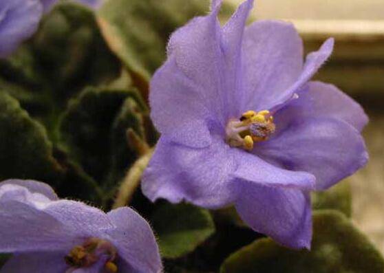 盆栽紫罗兰养殖方法和注意事项