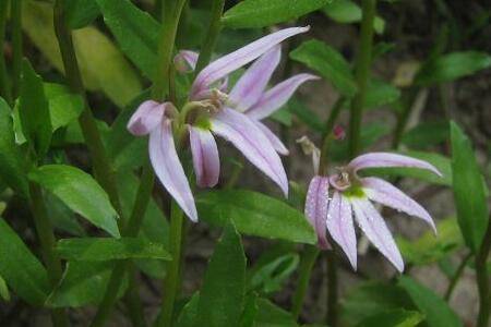 盆栽半边莲的养殖方法