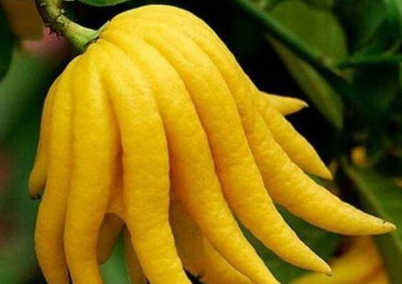 网购回来的佛手盆栽养护注意五点