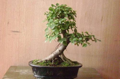 1508986731623874.jpg 雀梅盆景的修剪要点及注意事项