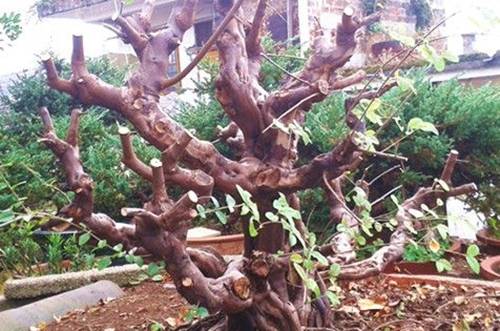 1508986692364479.jpg 雀梅盆景的修剪要点及注意事项