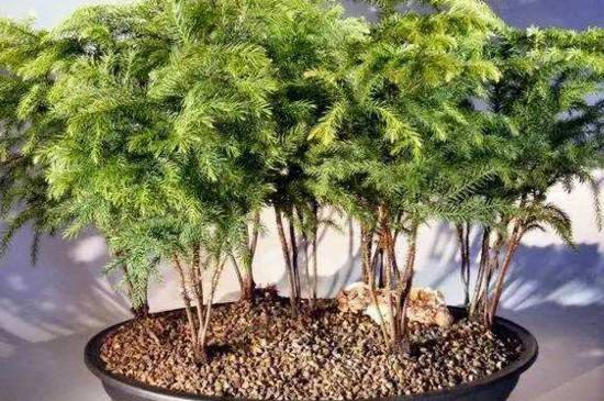 南洋衫盆景养护技巧