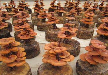 灵芝盆景怎么种 养殖管理方法