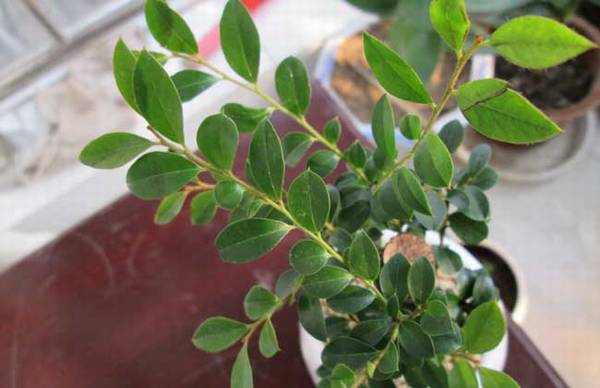 小叶紫檀盆景怎么养