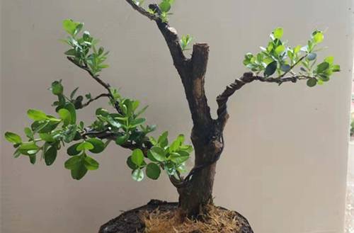 1564134721535487.jpg 小叶黄杨盆景的制作与养护心得分享