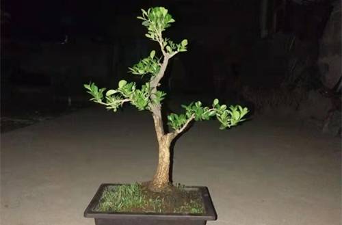 1564134711244291.jpg 小叶黄杨盆景的制作与养护心得分享