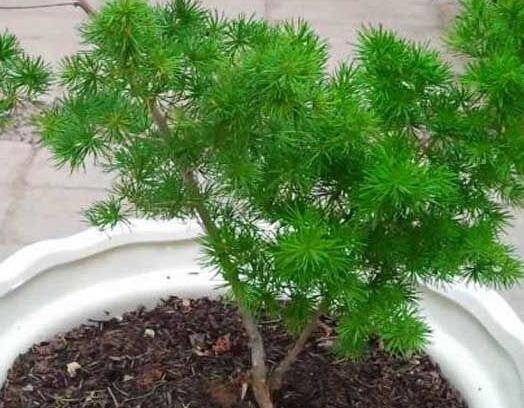 蓬莱松盆景养殖方法