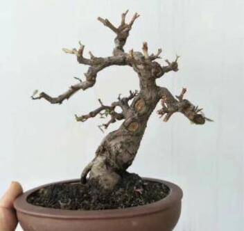 胡秃子下山桩盆景的栽培制作方法