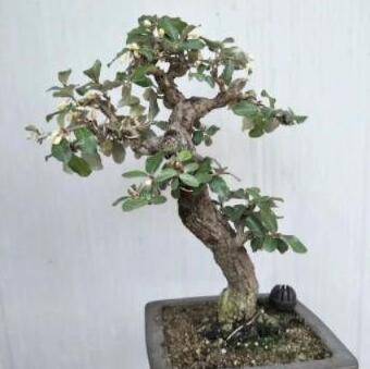 胡秃子下山桩盆景的栽培制作方法