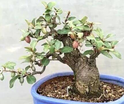 新手玩盆景,看看什么树桩可以做盆景