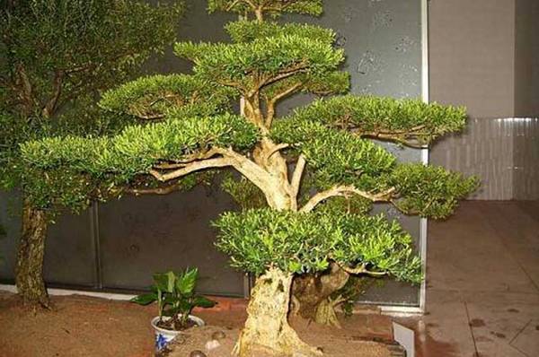 黄杨木盆景的养护要点