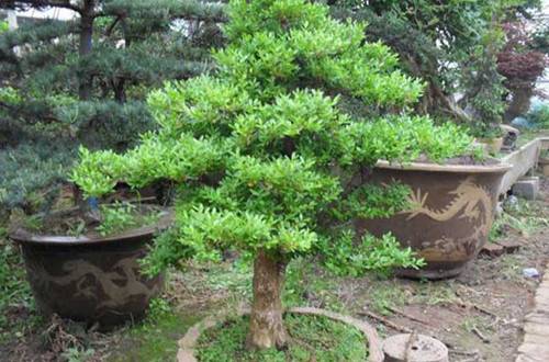 1525417895400798.jpg 看小叶黄杨怎么做盆景