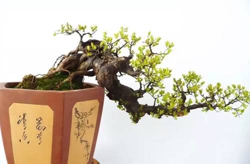 1508986599834816.jpg 雀梅盆景怎么修剪更好看