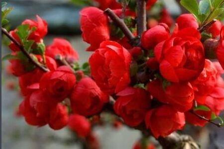 贴梗海棠盆景的养护方法