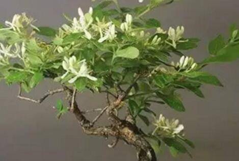 金银花盆景的栽培方法和养护要点