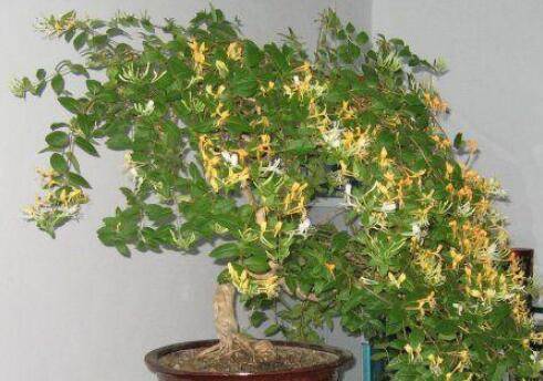 金银花盆景的栽培方法和养护要点