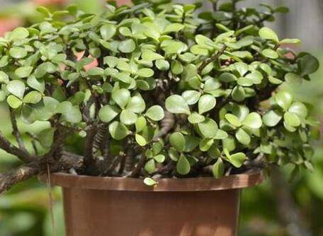 金枝玉叶盆景的制作与养护技巧