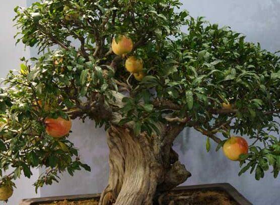 石榴盆景的日常养护管理技巧