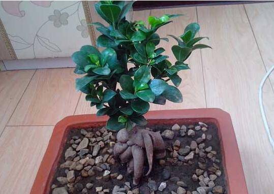 榕树盆景的修剪方法