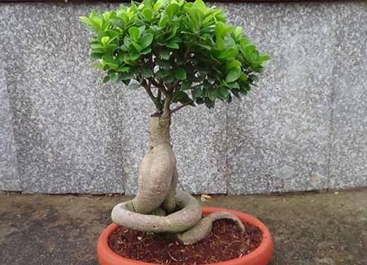 榕树盆景的修剪方法
