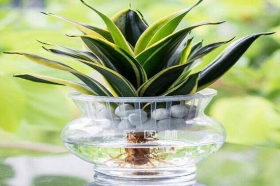 虎皮兰可以水培吗?虎皮兰水培方法