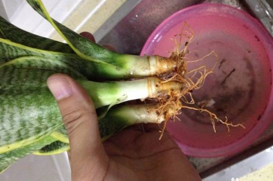 虎皮兰可以水培吗?虎皮兰水培方法