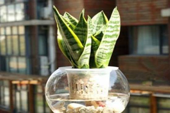 虎皮兰可以水培吗?虎皮兰水培方法