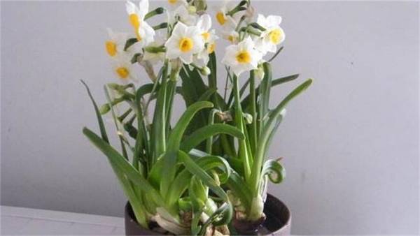 水仙花怎么水培?水仙花的水培方法与养护要点