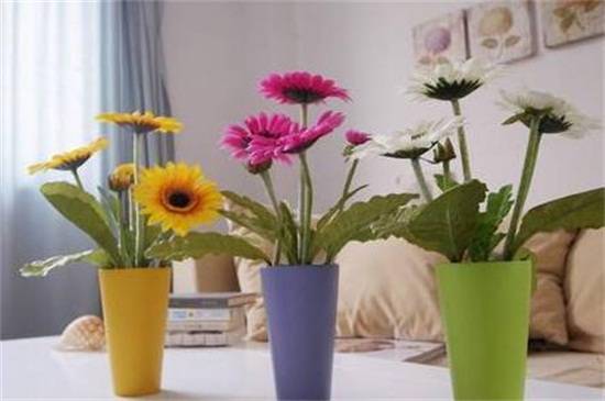 非洲菊的水养方法