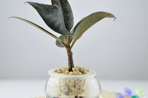 1560174359267872.jpg 橡皮树的水培方法和注意事项