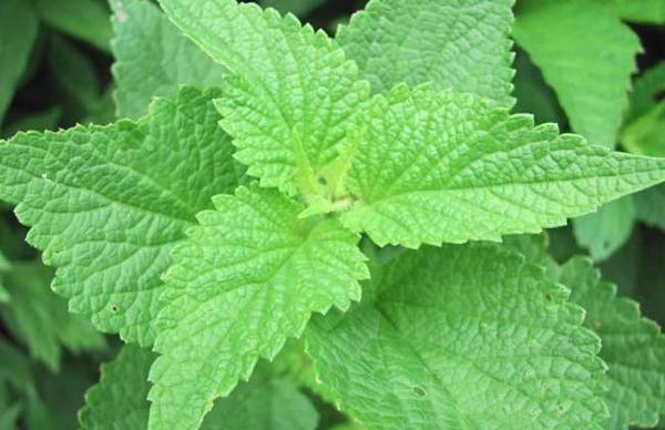 水培薄荷怎么养