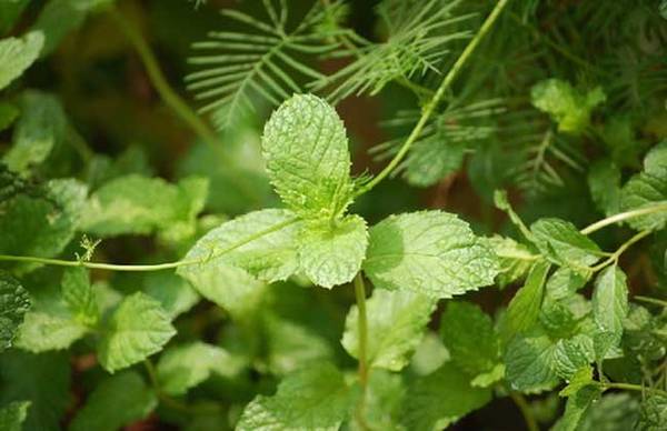 水培薄荷怎么养