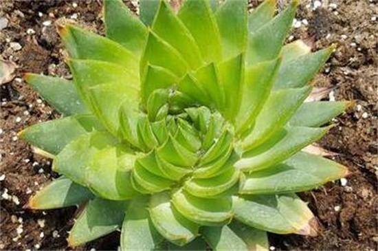 芦荟女王的病虫害防治方法汇总