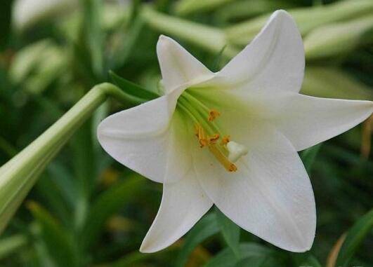 百合花的常见病害及防治方法