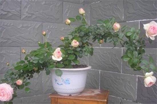 月季叶子自下而上发黄怎么办