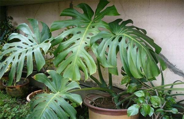 龟背竹叶子发黄的原因及解决方法