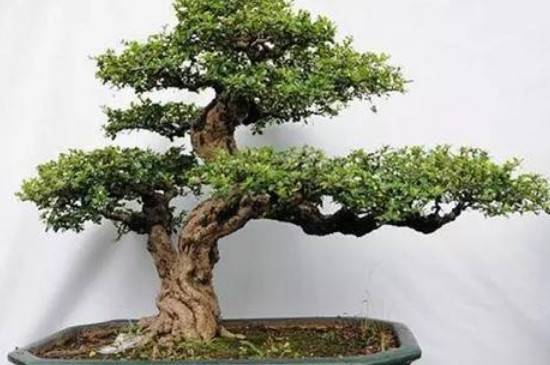 养殖福建茶盆景叶子变黄原因