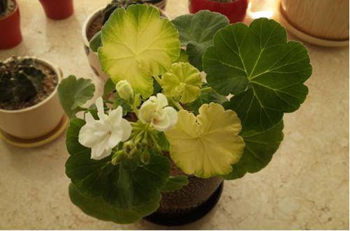 1466695768808222.jpg 天竺葵叶片发黄干枯的原因和解决方法