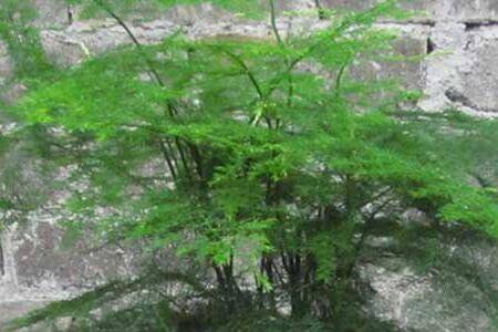 文竹叶子发黄原因及养护方法