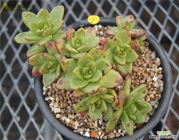 教你仙女杯青冈怎么养怎么浇水