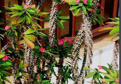 虎刺梅叶子发黄的五大原因解读