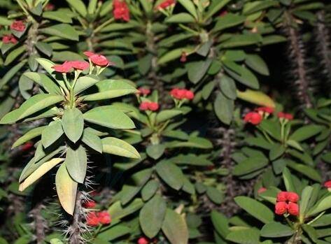 虎刺梅叶子发黄的五大原因解读