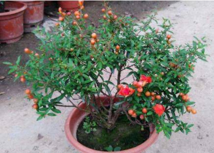 盆栽石榴烂根原因及养护技巧