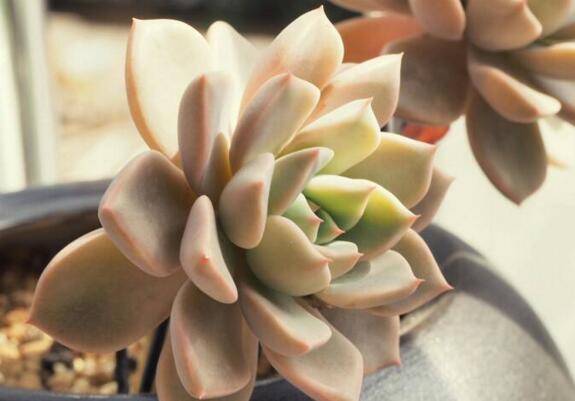 教你红粉佳人和黛比的区别方法怎么养怎么浇水