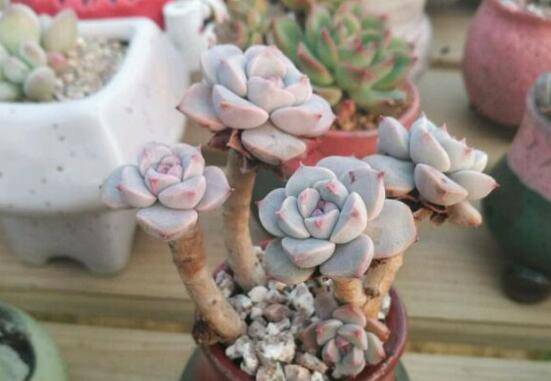 教你红粉佳人和黛比的区别方法怎么养怎么浇水