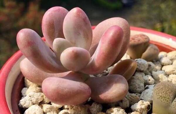 教你桃之卵和桃美人怎么区别怎么养怎么浇水